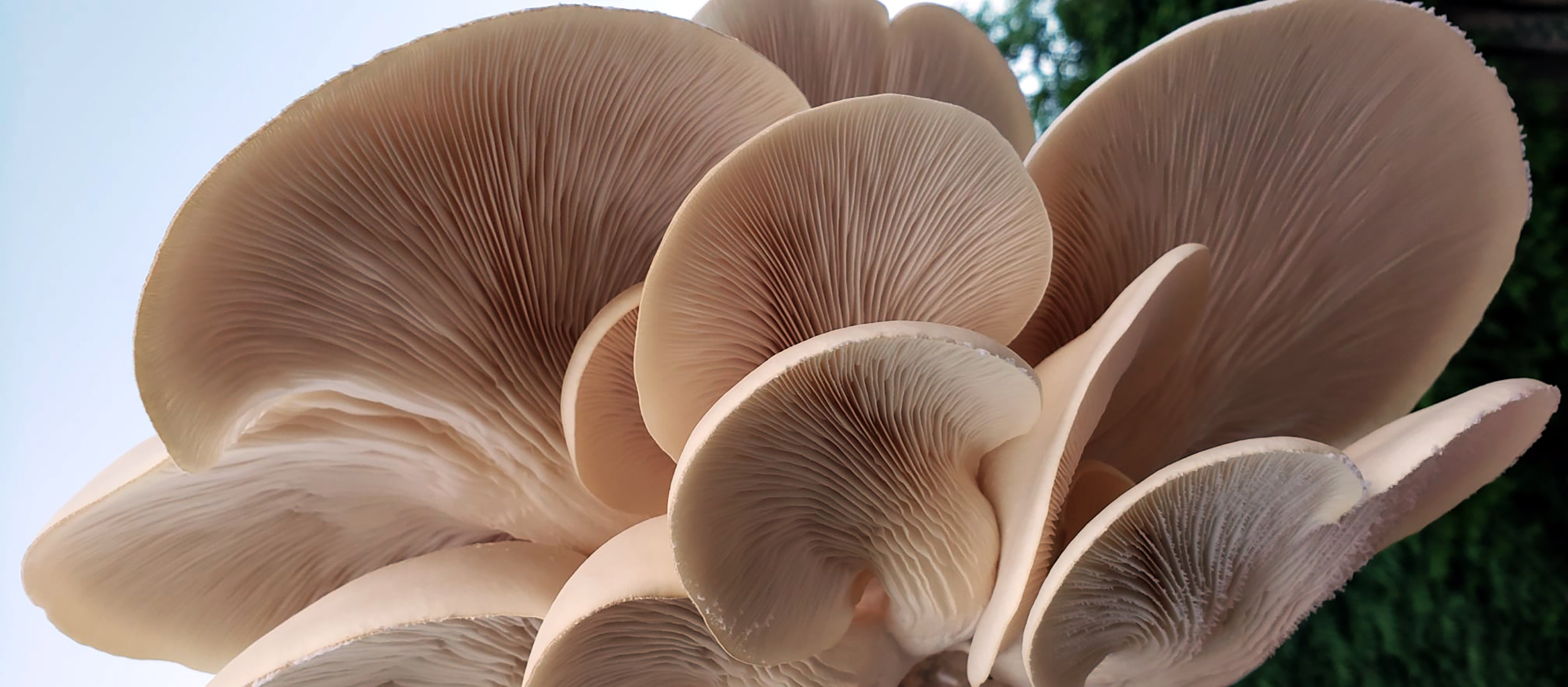 Fresh Elm Oyster Mushrooms
