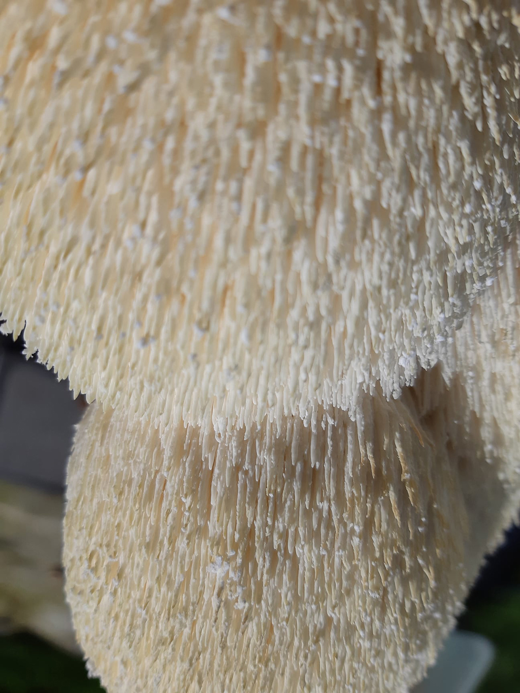 Fresh Lion’s Mane Mushrooms