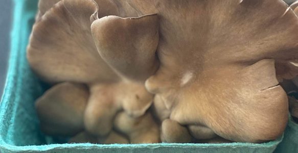 Fresh Tree Oyster Mushroom