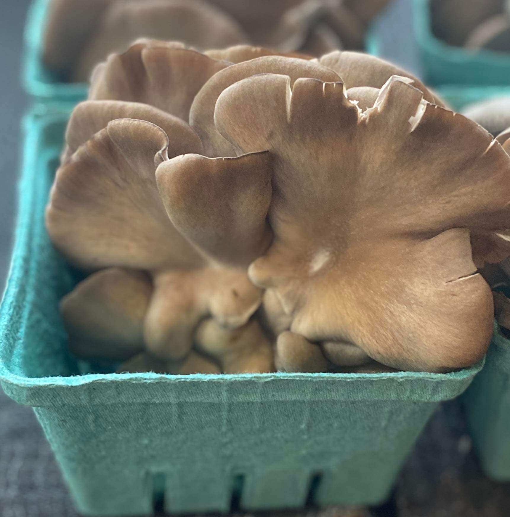 Fresh Tree Oyster Mushroom