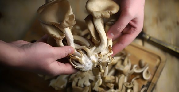 Fresh Black Pearl Oyster Mushrooms