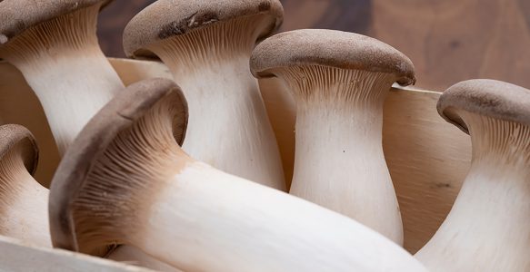 Fresh King Trumpet Mushrooms