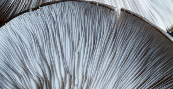 Fresh Blue Oyster Mushrooms