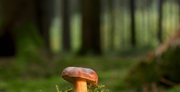 Fresh Chestnut Mushrooms