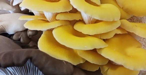 Oyster Mushroom Variety Kit