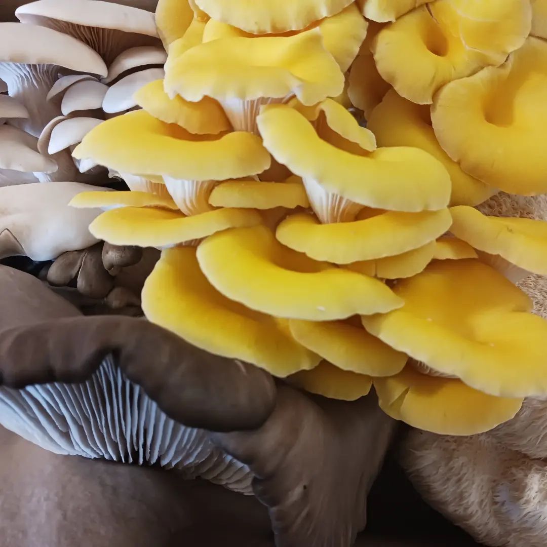 Oyster Mushroom Variety Kit