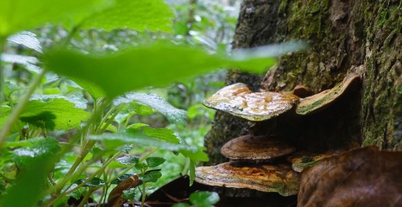 Medicinal Reishi