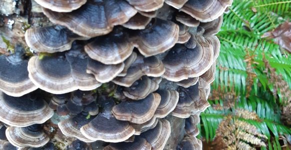 Medicinal Turkey Tail