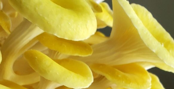 Fresh Yellow Oyster Mushrooms